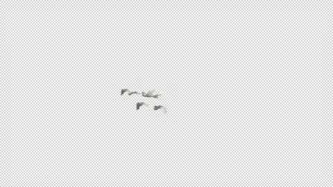 Birdsflying Transparent Loop Stock Footage 320789340