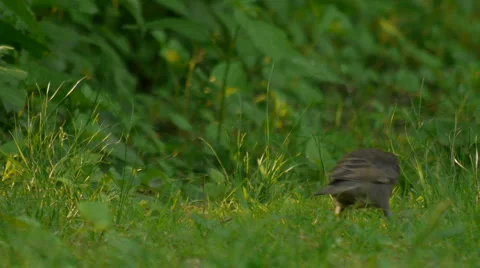 BirdsInGrass01 Video stock 5504286