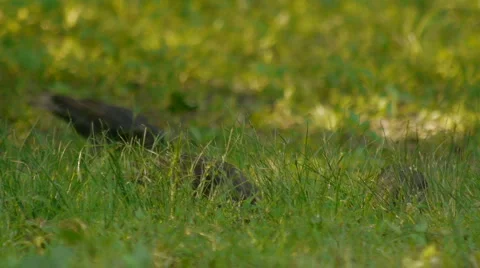 BirdsInGrass02 Video stock 5504281