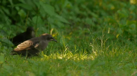 BirdsInGrass03 스톡 동영상 5504272