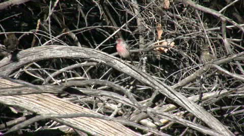 BirdsInTheBush Vídeo Stock 313063
