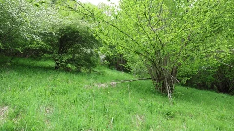 Birdsong 스톡 동영상 320827491