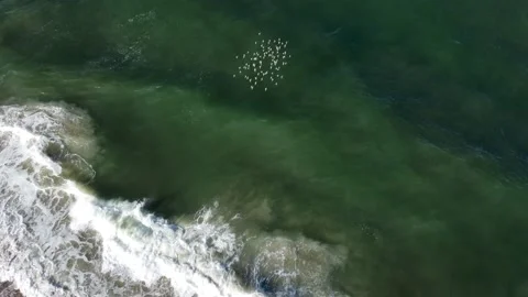 BirdsOverhead Stock Footage 161380079