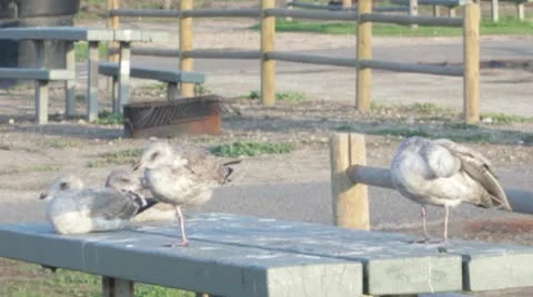 BirdTable Stock-Footage 10578029