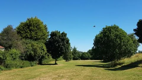 Birdtrees 스톡 사진