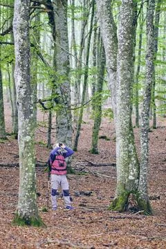 Birdwatcher in a Tranquil Beech Forest Stock Photos