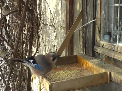 Birdwatching at the feeder: the large jay has eaten and flown away Stock Footage 150572225