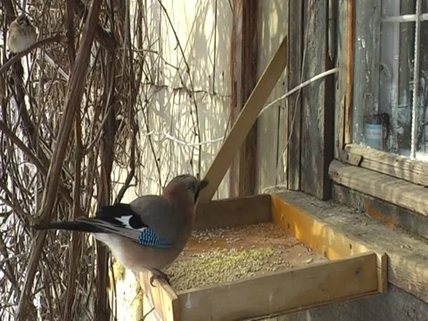 Birdwatching: the large jay bird is eating from the feeder Stock Footage 150572434