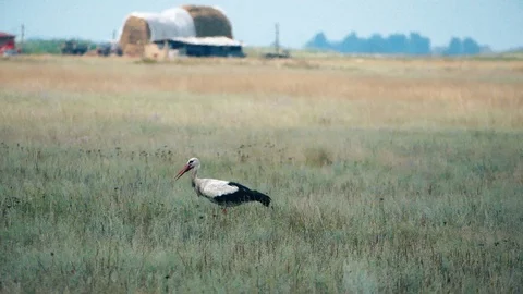 Birdwatching, Stork in the field Stock Footage 95968052