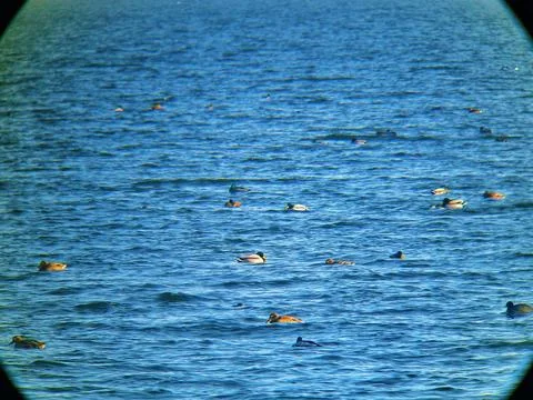 Birdwatching Through Binoculars Stock Photos