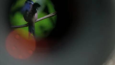 Birdwatching Through Wildlife Spotting Scope Stock Footage 345021607