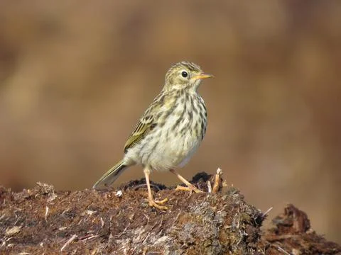 Birdwatching in the wild Stock Photos