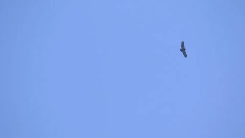 Birdwatching01 00014253 Video stock 145713938