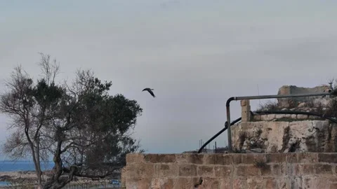 Birdwatching01 01905050 Video stock 145713973