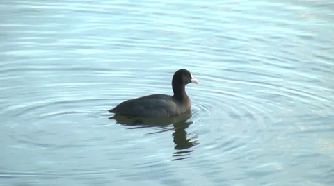 Bird,Waterfowl,River1 Stock Footage 33983283