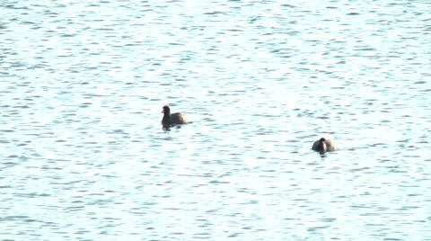 Bird,Waterfowl,River11 Stock Footage 33978795