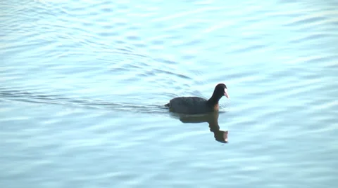 Bird,Waterfowl,River2 Stock Footage 33982493