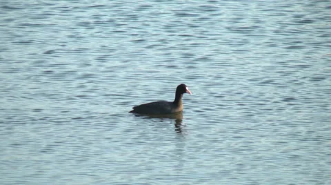Bird,Waterfowl,River3 Stock Footage 33982312