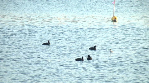 Bird,Waterfowl,River4 Stock Footage 33981217