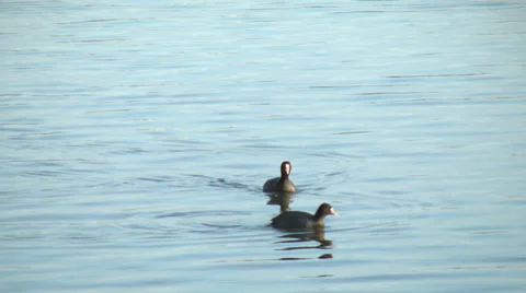 Bird,Waterfowl,River5 Stock Footage 33980709