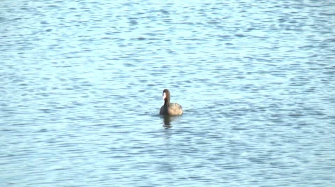 Bird,Waterfowl,River8 Stock Footage 33983623