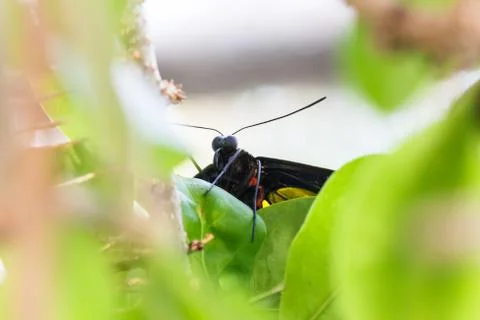 Birdwing butterfly on leaf. Stock Photos