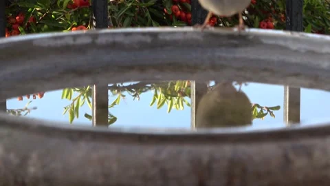 Birdy by a bird bath. Stock Footage 138902727