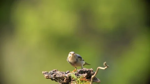 Birld in flight:Mercerized starling Vídeos de archivo 129606830