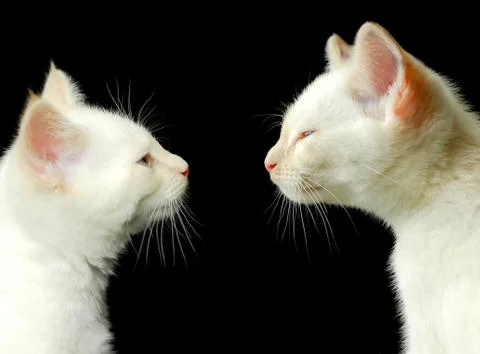 Birman brothers Stock Photos