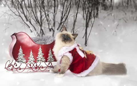 Birman cat in nature Stock Photos