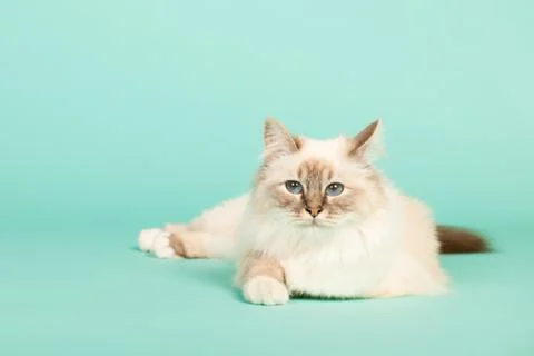 Birman cat Foto stock