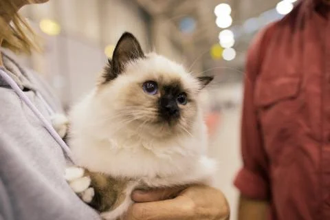 Birman Cat Stock Photos