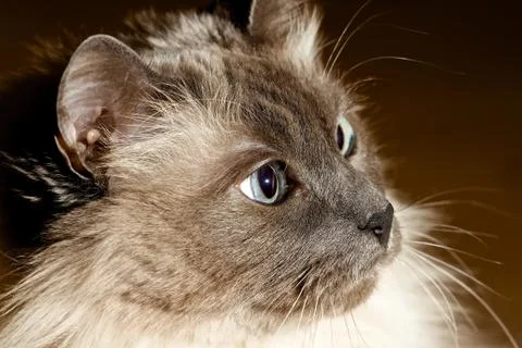 Birman cat Stock Photos