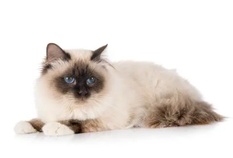 Birman cat in studio Stock Photos