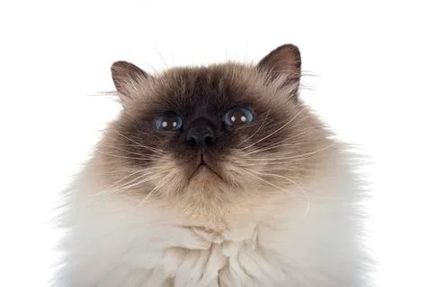 Birman cat in studio Stock Photos