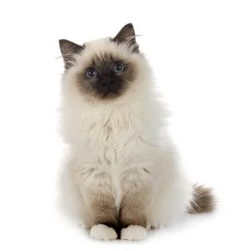Birman cat in studio Stock Photos