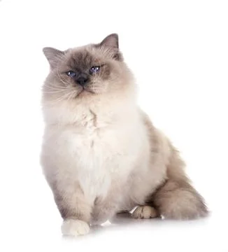 Birman cat in studio Stock Photos
