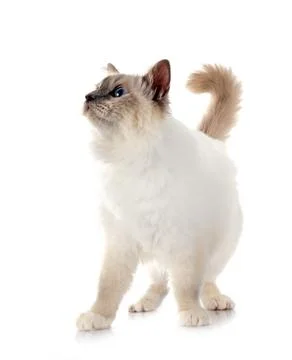 Birman cat in studio Stock Photos