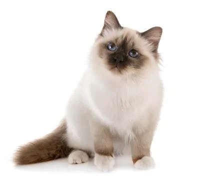 Birman kitten in studio Foto stock
