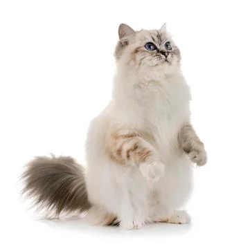 Birman kitten in studio Stock Photos