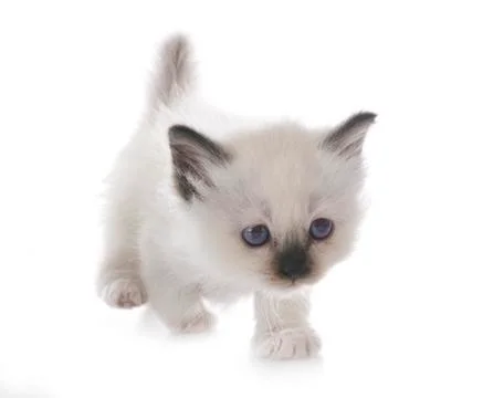 Birman kitten in studio Stock Photos