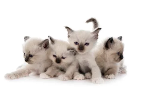 Birman kitten in studio Stock Photos