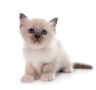 Birman kitten in studio Stock Photos