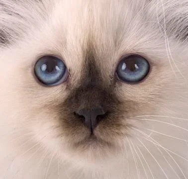 Birman kitten in studio Foto stock