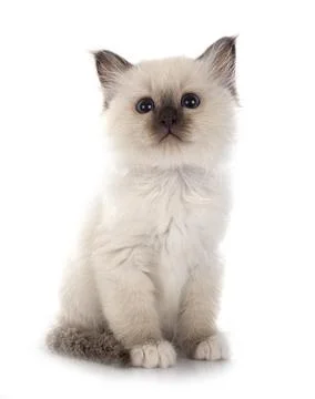 Birman kitten  in studio Stock Photos