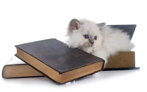 Birman kitten in studio Stock Photos