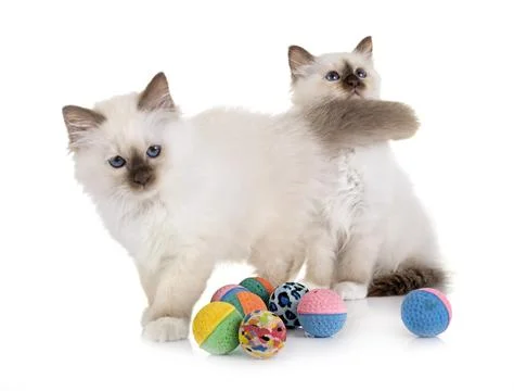 Birman kitten in studio Stock Photos