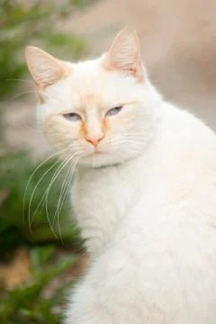 Birman portrait Stock Photos
