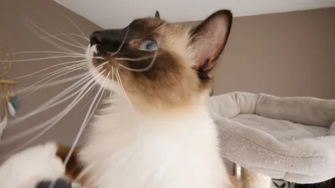A Birman ragdoll long-haired cat male playing on is cat tree Video stock 130009150