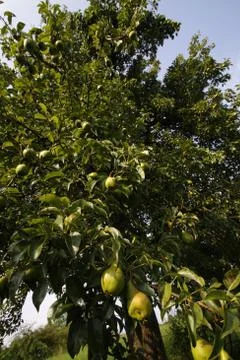 Birnbaum Stock Photos